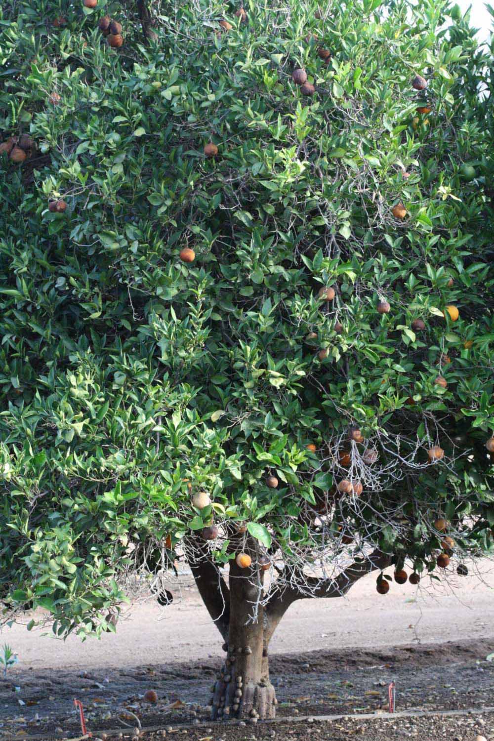            Habit (Riverside, CA)   